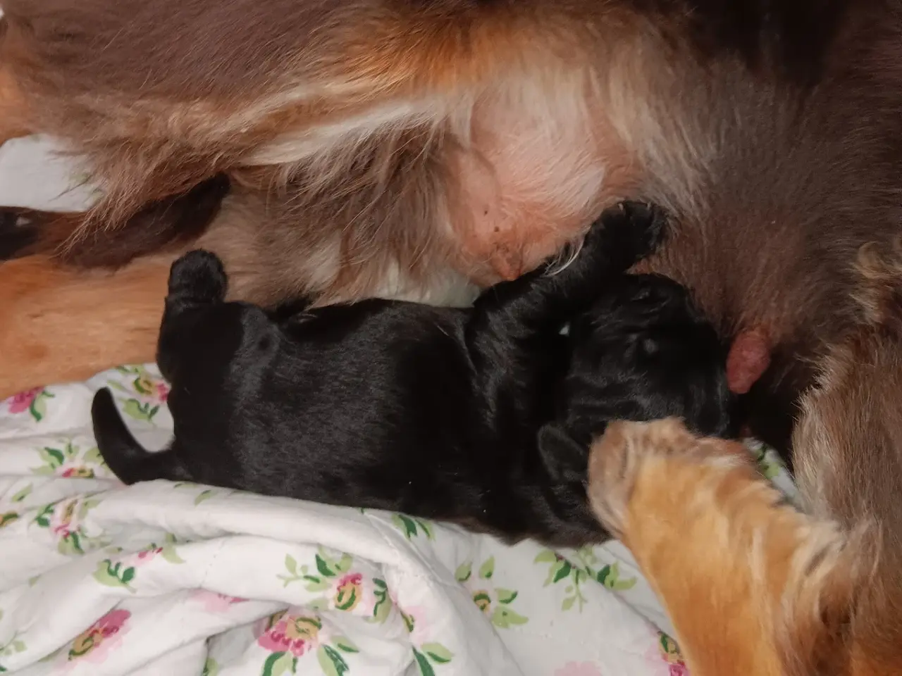 Billede 5 - FT cocker spaniel