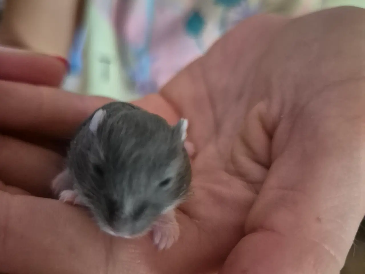 Billede 3 - Blå dværgehamster 
