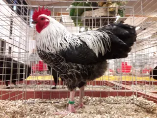 Dværg Sussex, både høner og haner