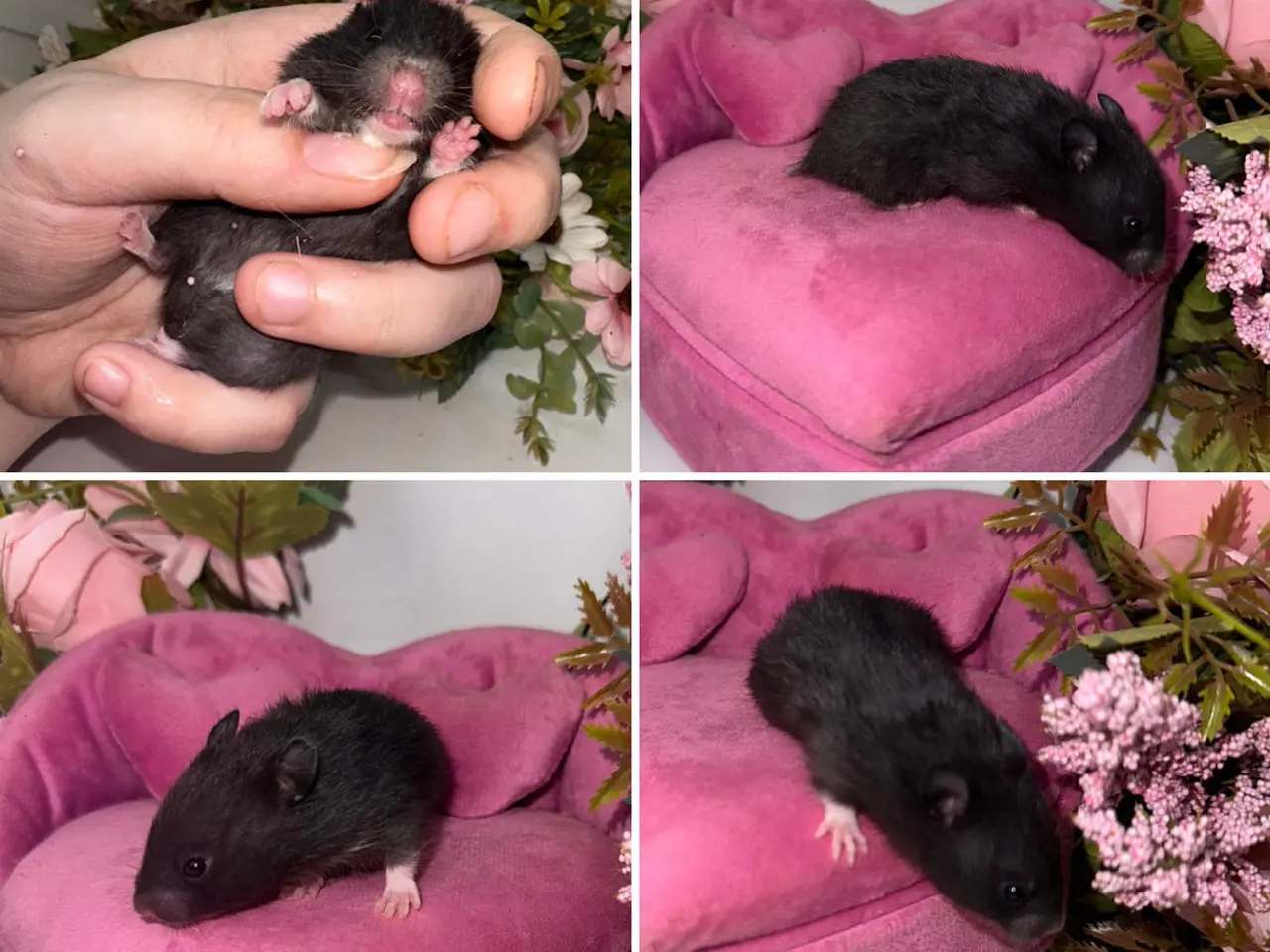 Billede 3 - Guldhamster unger