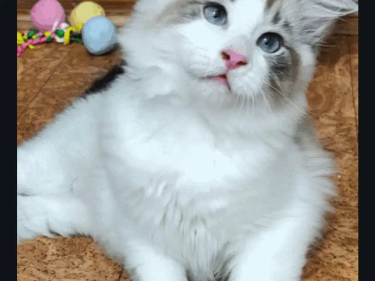 Billede 5 - Ragdoll far og Ragdoll-Skovkat mor