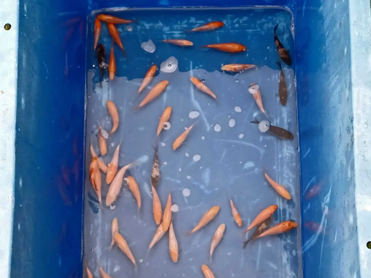 Billede 1 - Koi 6-10 cm
