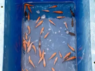 Koi 5-8 cm