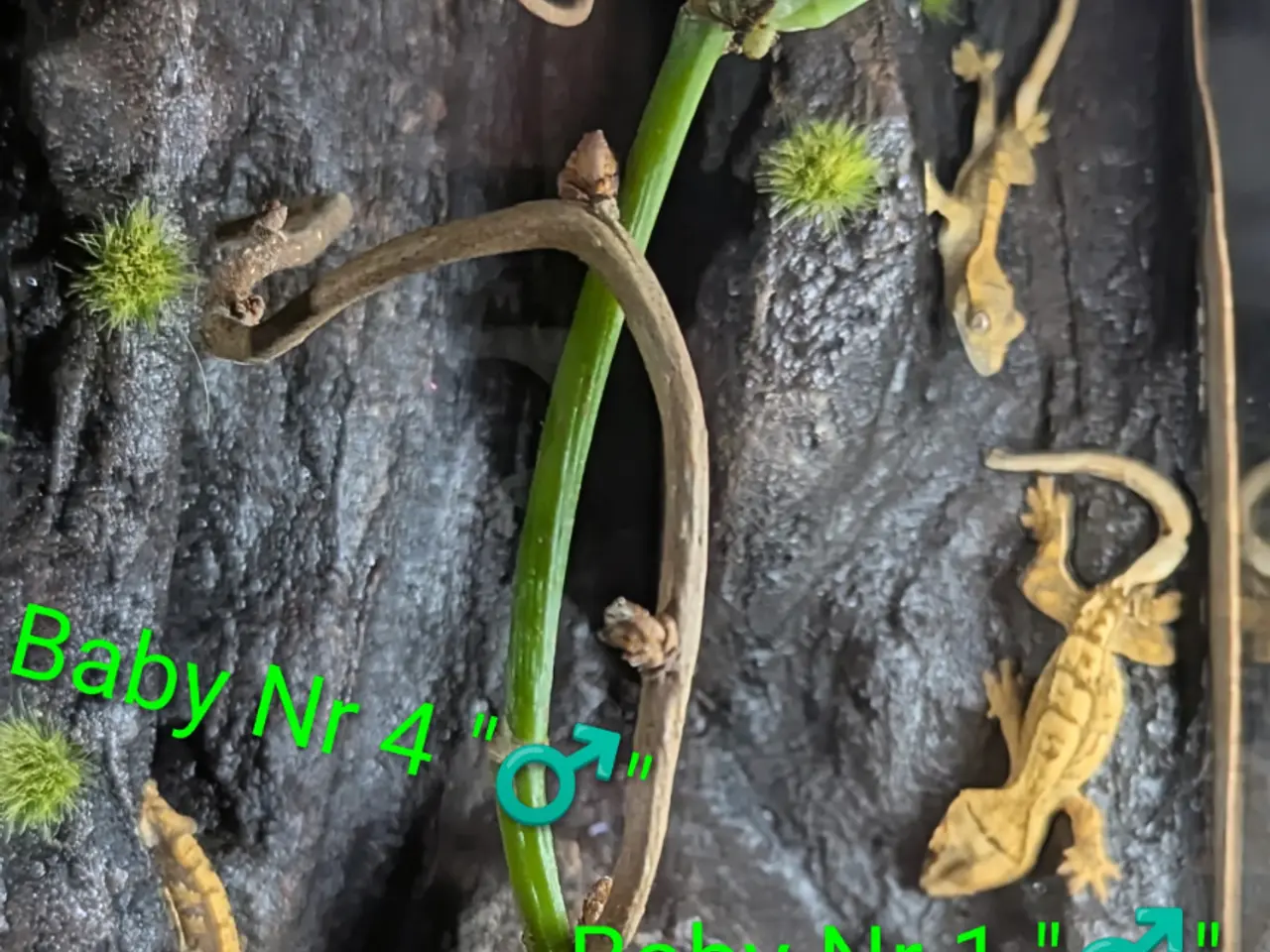 Billede 13 - 3 Kronegekko babyer sælges
