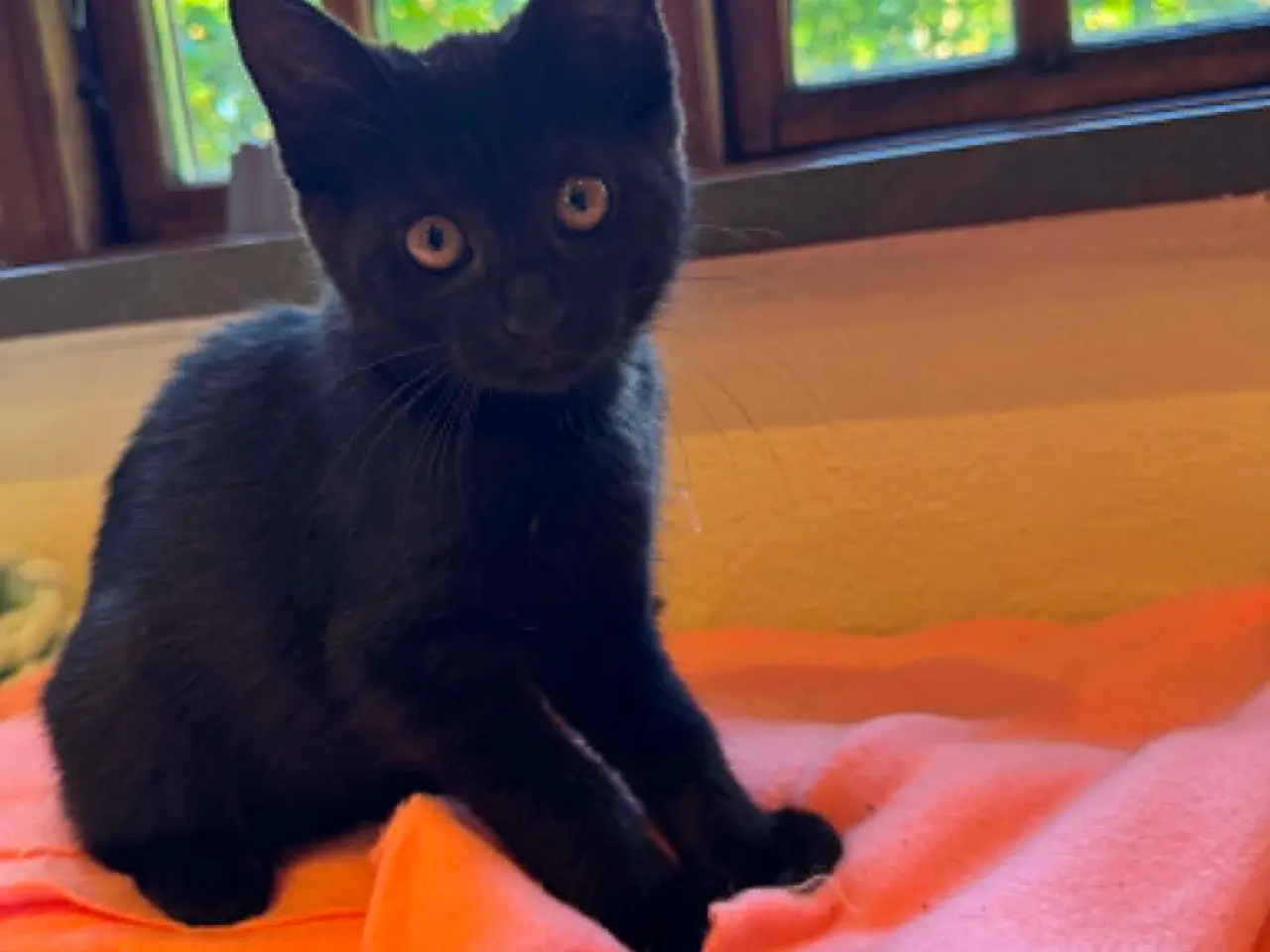 Billede 4 - Sort katte killing