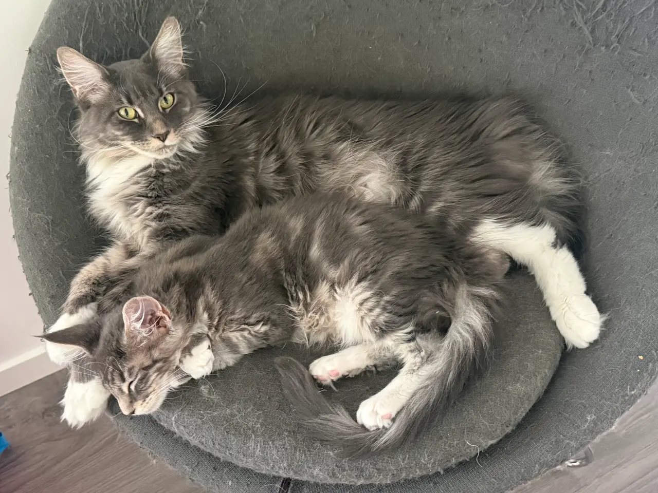 Billede 6 - Smuk Maine Coon pige