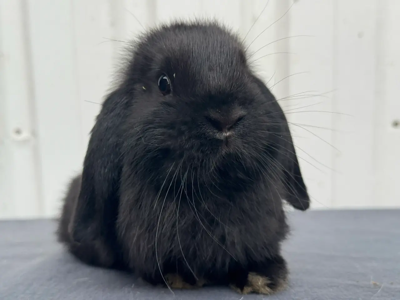 Billede 1 - Mini lop hunkanin