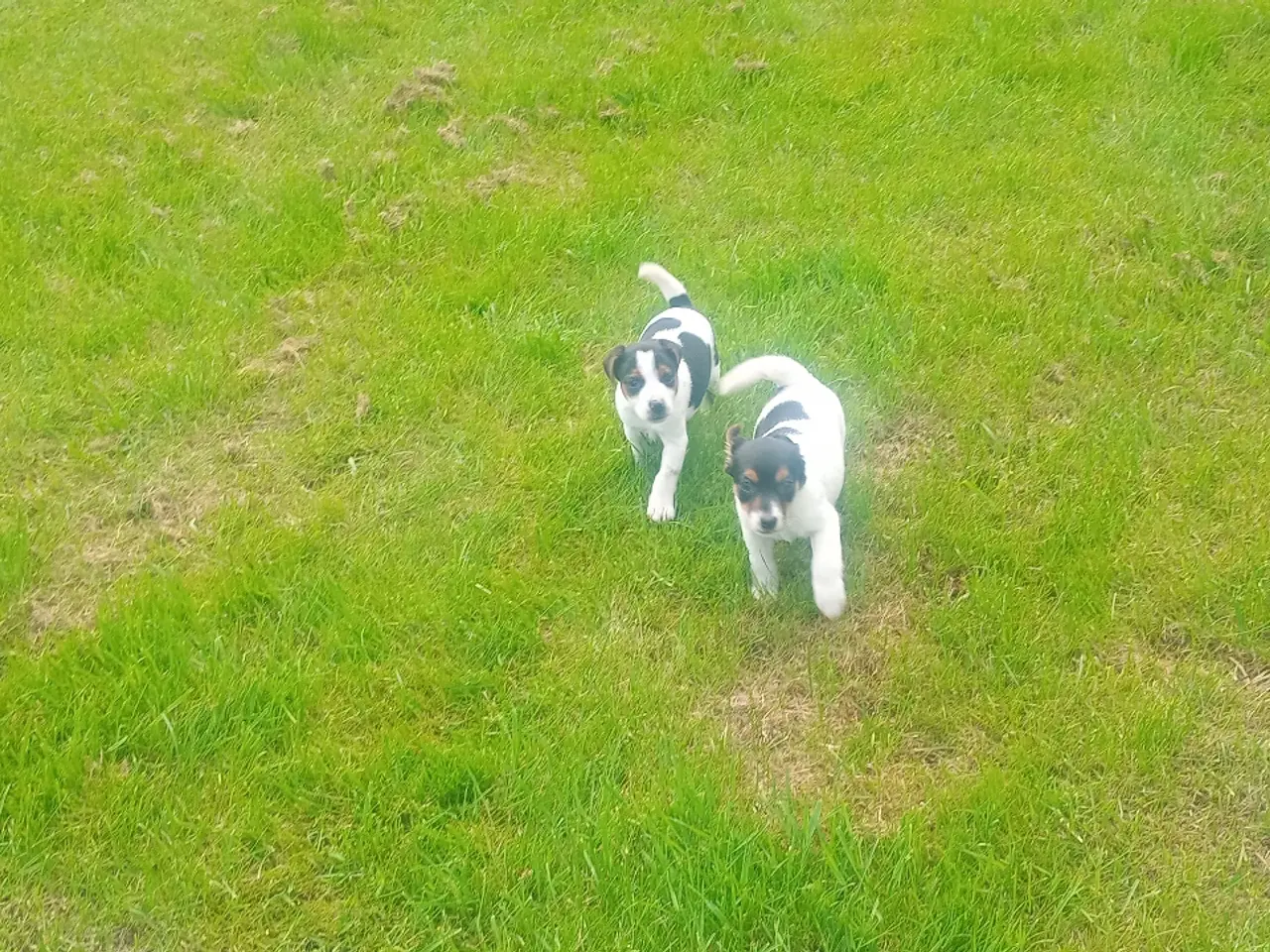 Billede 3 - Dansksvensk gårdhundehvalpe