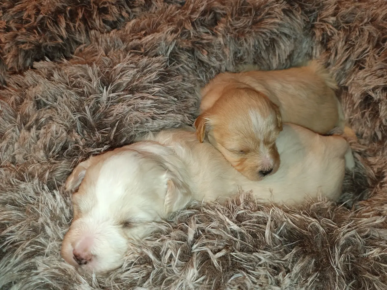 Billede 3 - Maltipoo hvalpe 