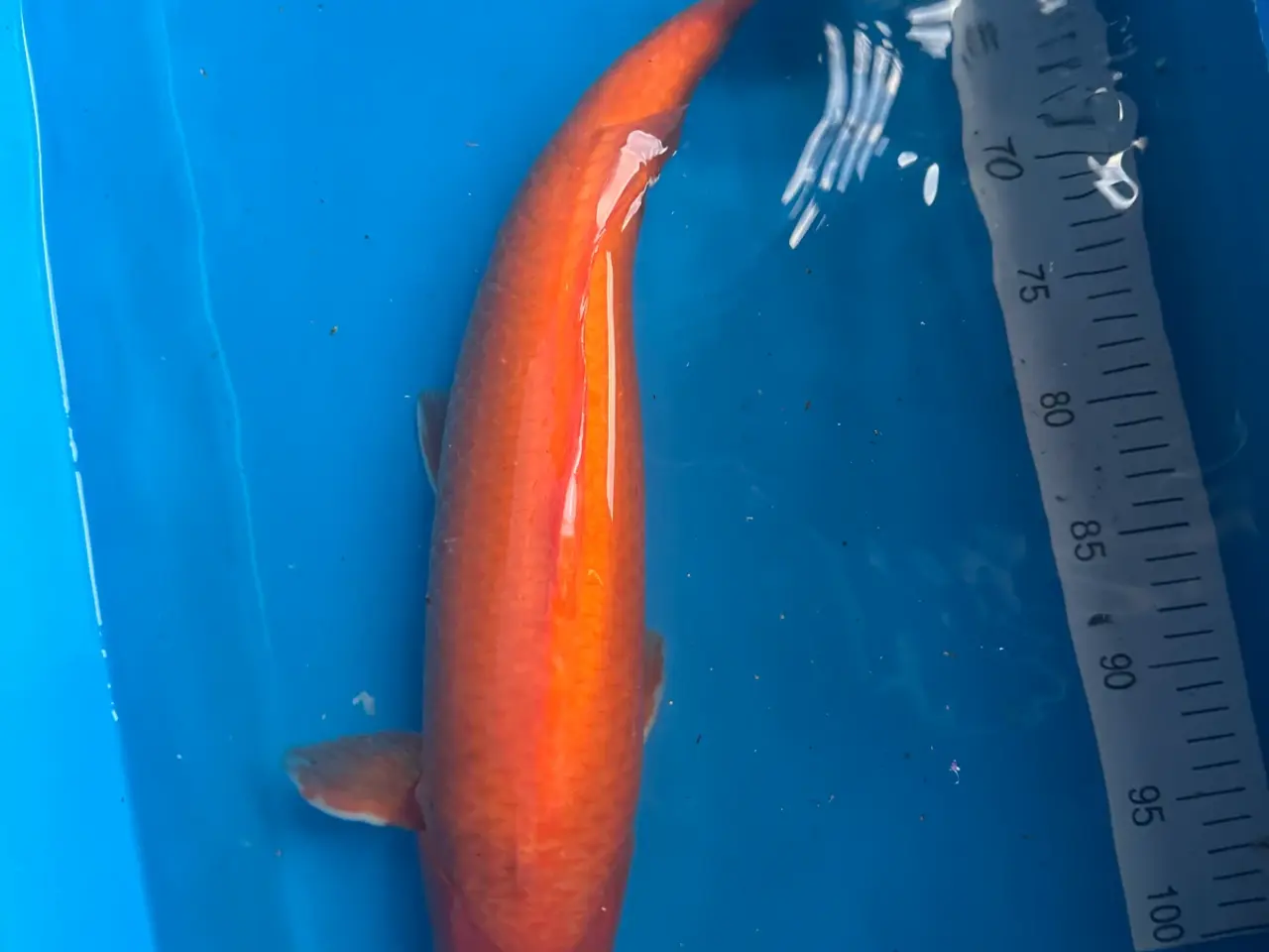 Billede 6 - Koi karper