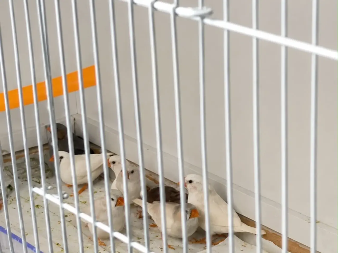 Billede 1 - Zebrafinker Til