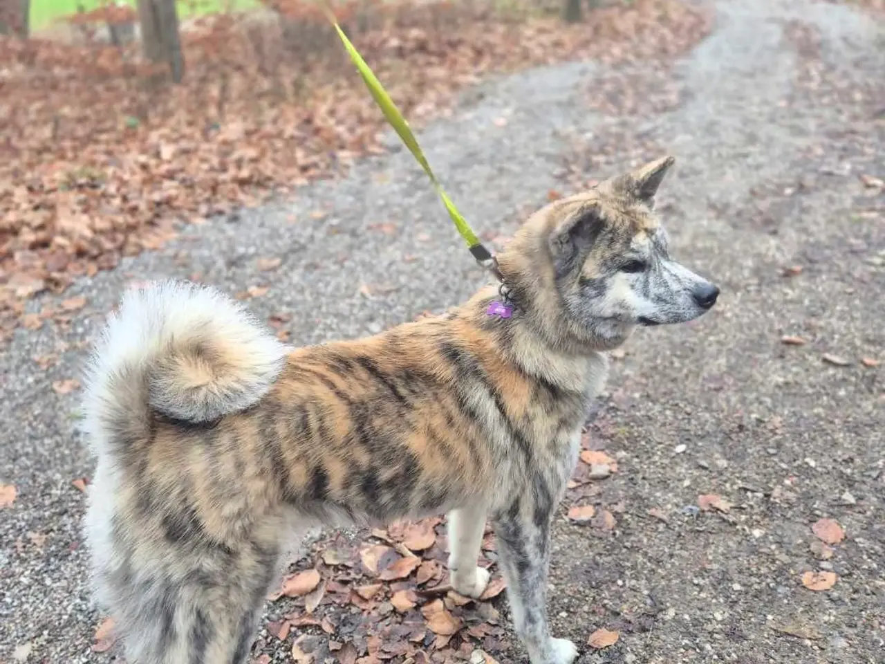 Billede 4 - Japansk Akita