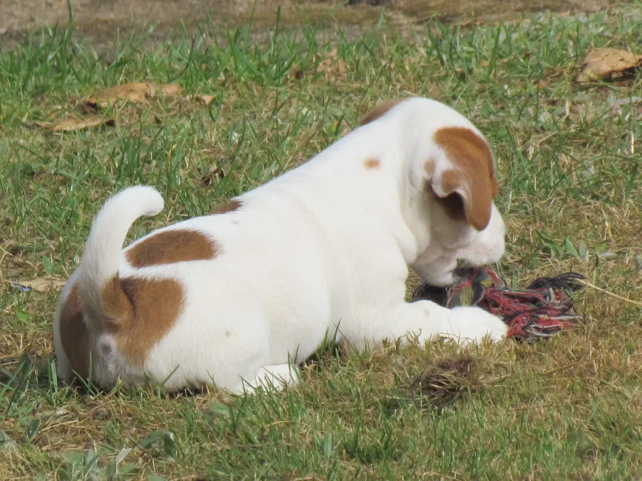 Billede 14 - DKK Jack Russell hvalpe – 2 hanner tilbage!