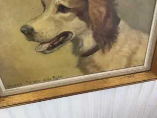 Engelsk Setter malerier