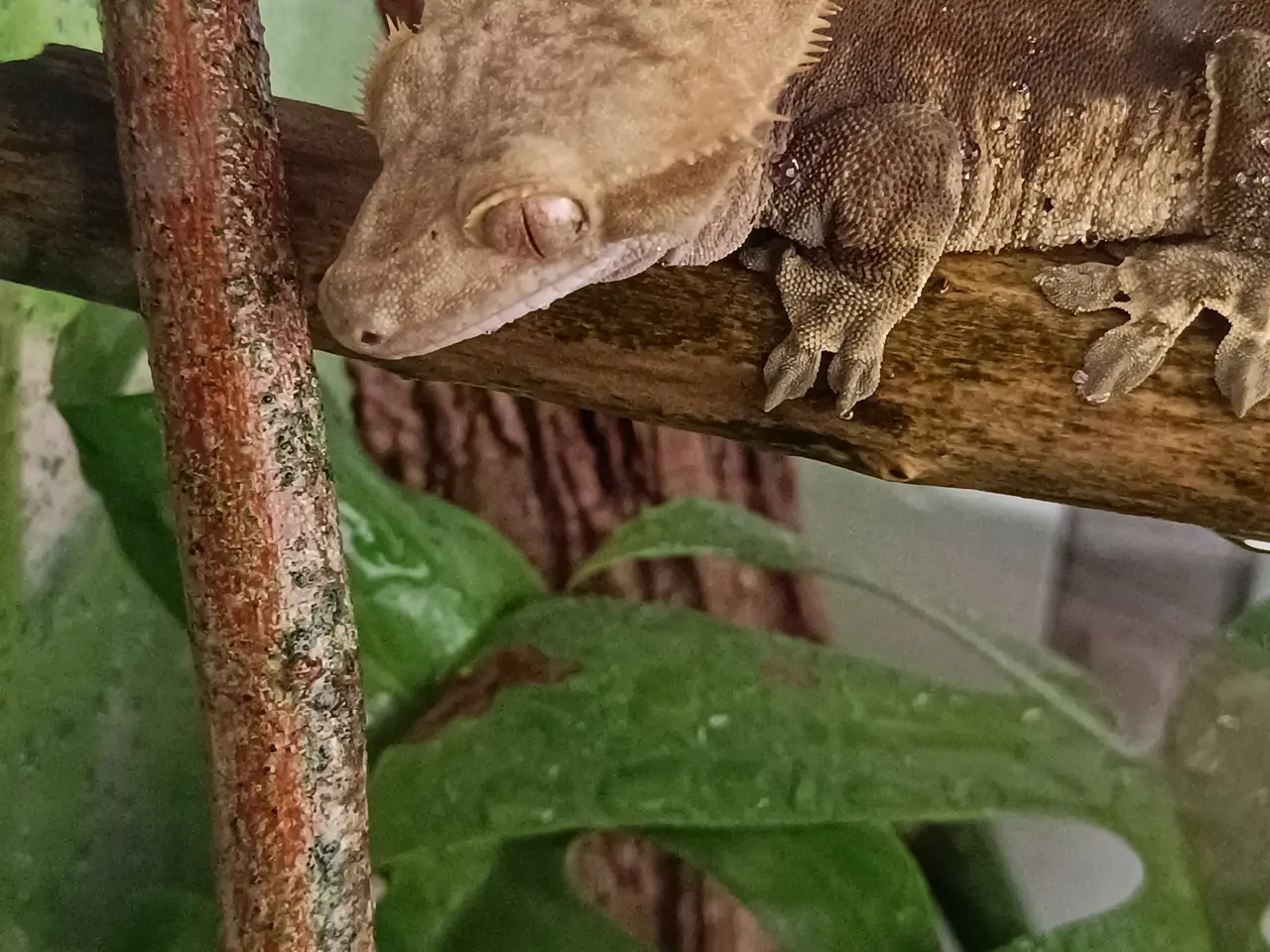 Billede 1 - Han Krone Gecko