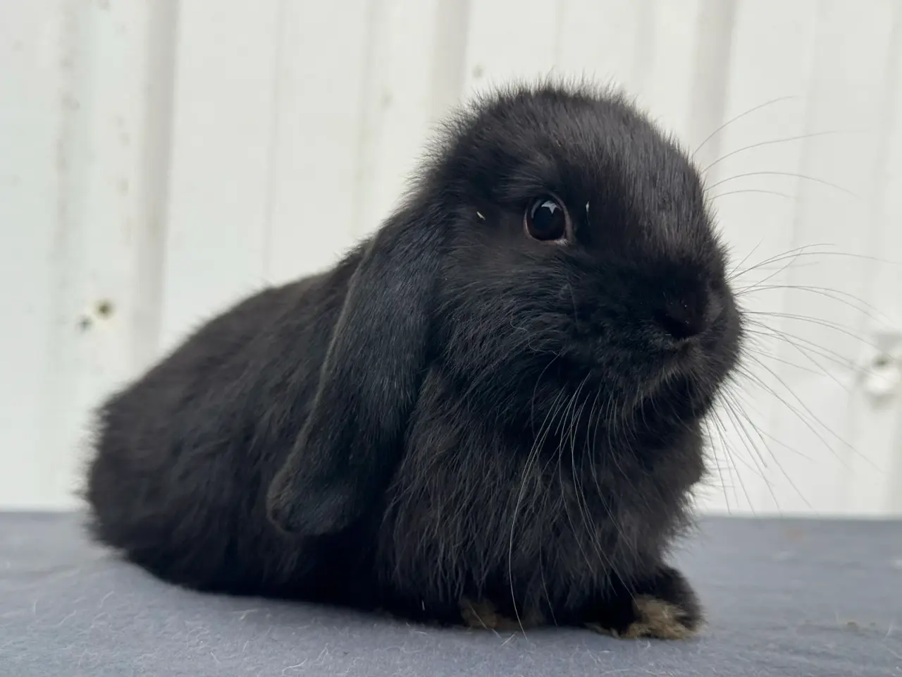 Billede 2 - Mini lop hunkanin