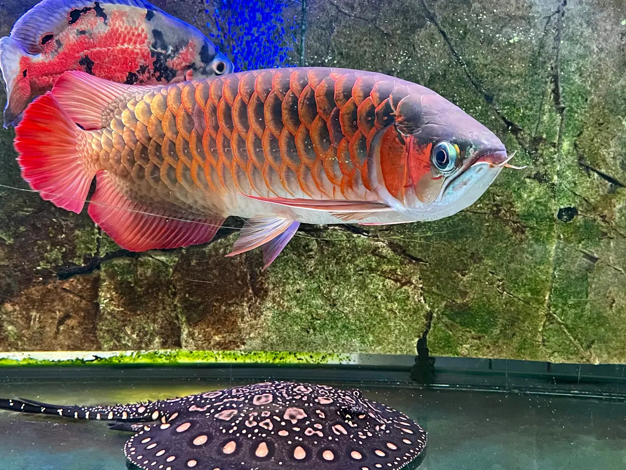 Billede 1 - Asian Super Red Arowana – ca. 60 cm – original CIT