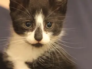 🖤🤍 Lille charmetrold søger sit helt eget hjem 🐾