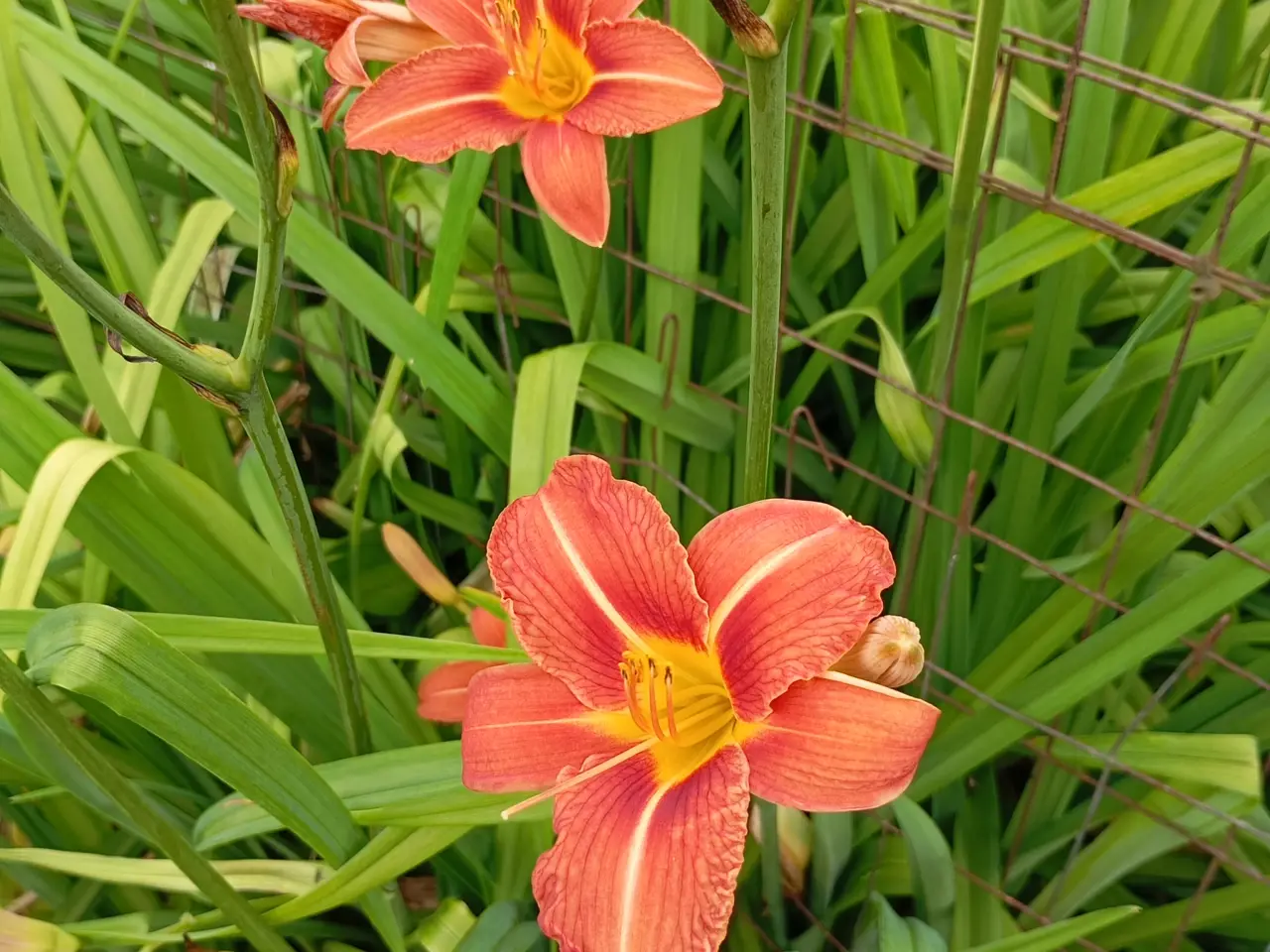 Billede 7 - Daglilje. Orange