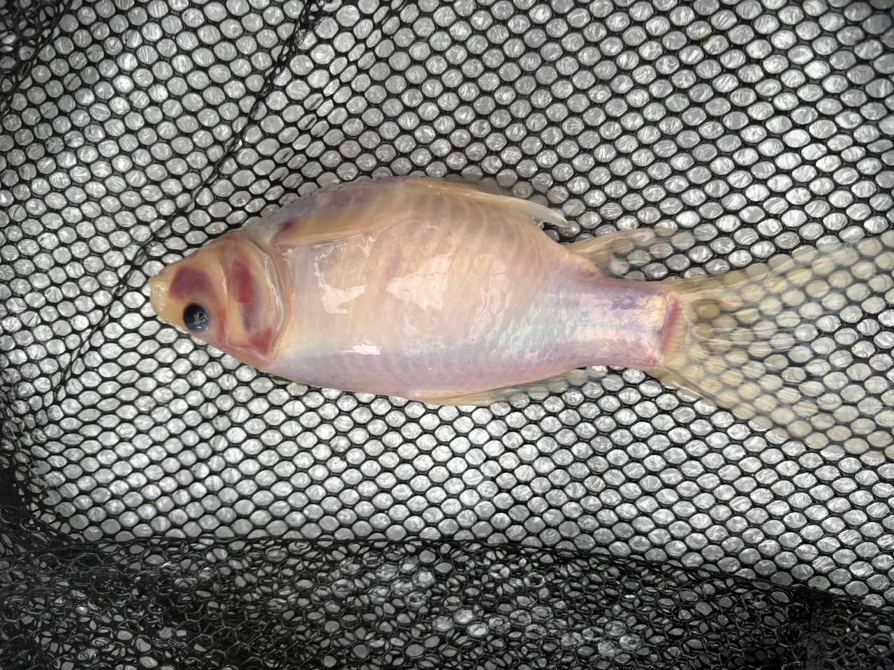 Billede 4 - Fisk / guldfisk 