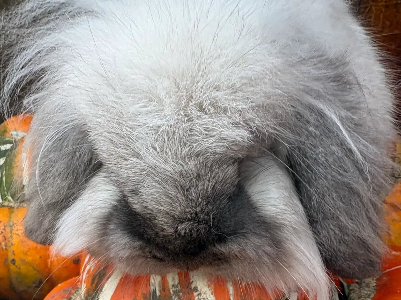 Billede 3 - Enkel manket Lion lop