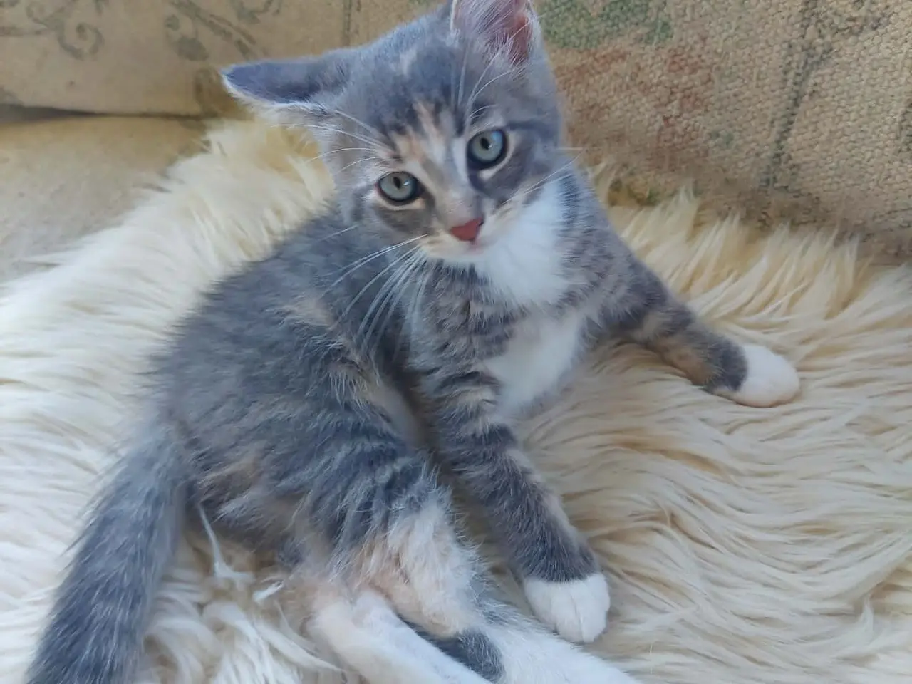 Billede 10 - Maincoon blanding killinger