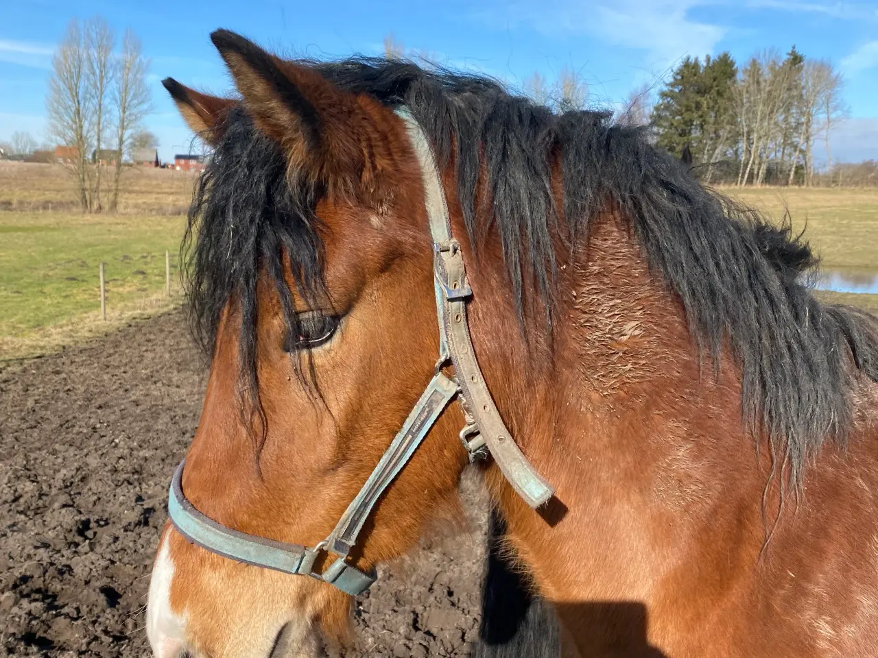 Billede 3 - Dejlig hoppe klar til tilridning