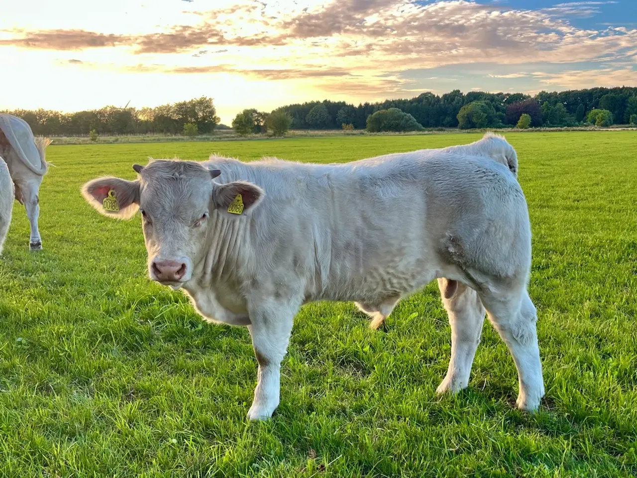 Billede 1 - Charolais tyrekalve