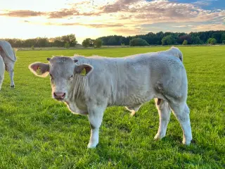 Charolais tyrekalve