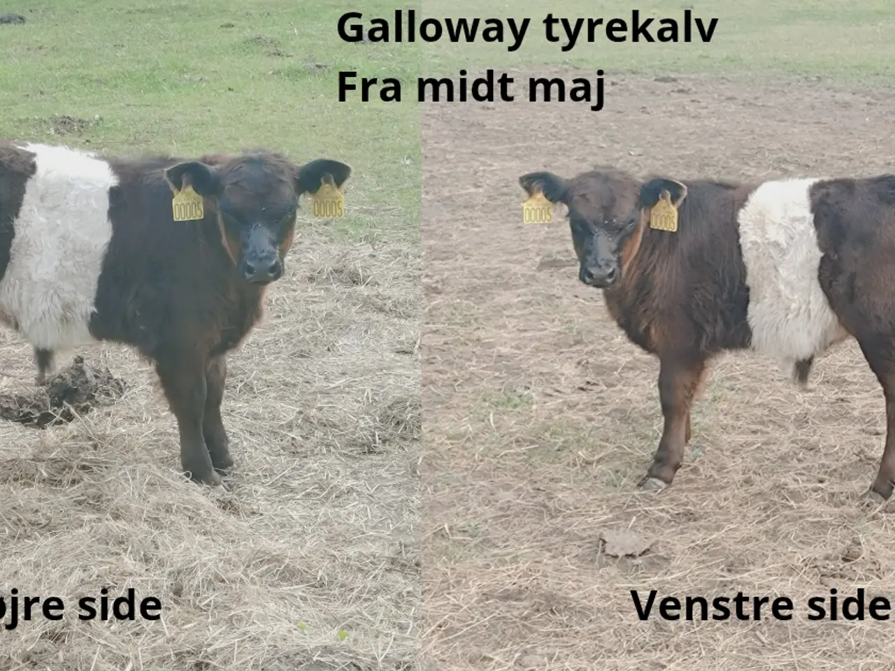 Billede 3 - Galloway køer med tyrekalv