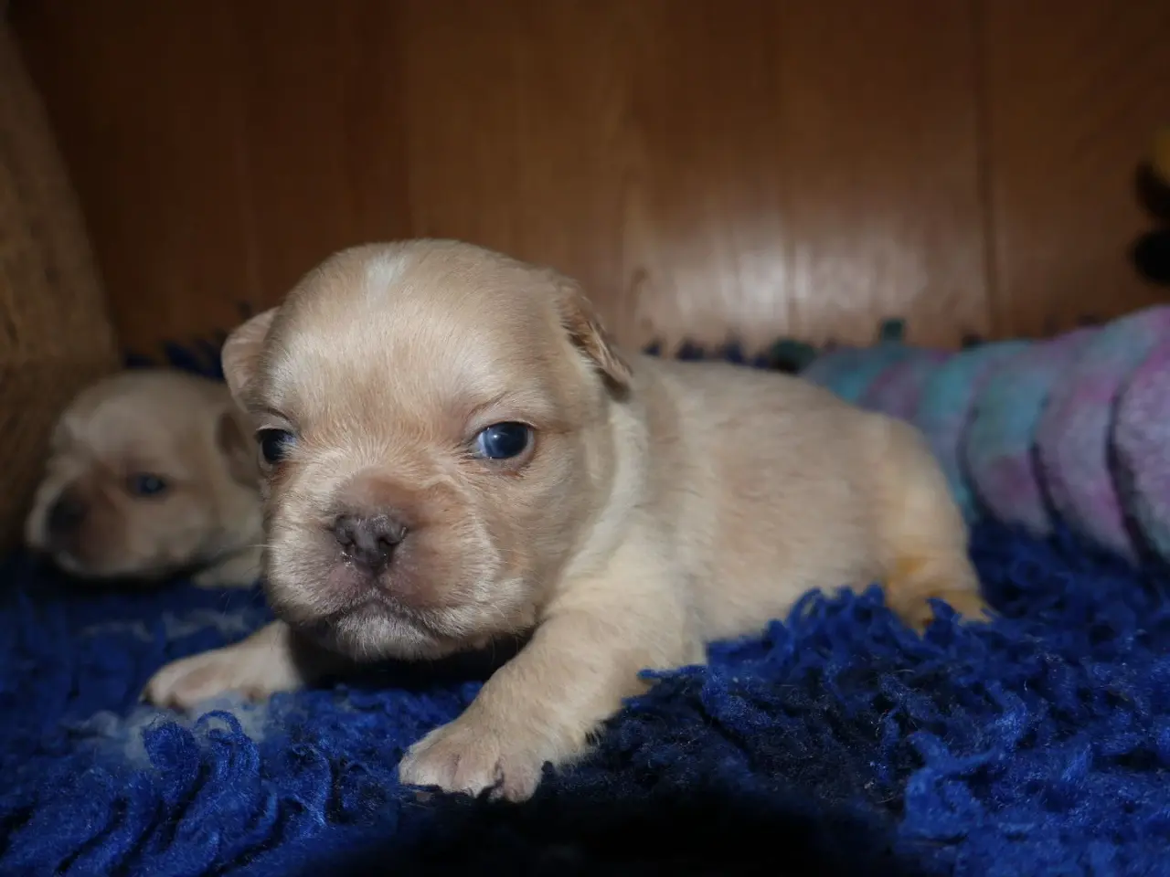 Billede 8 - Fransk bulldog