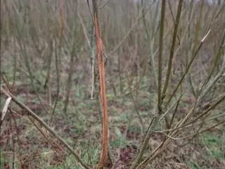 Energilpil stiklinge