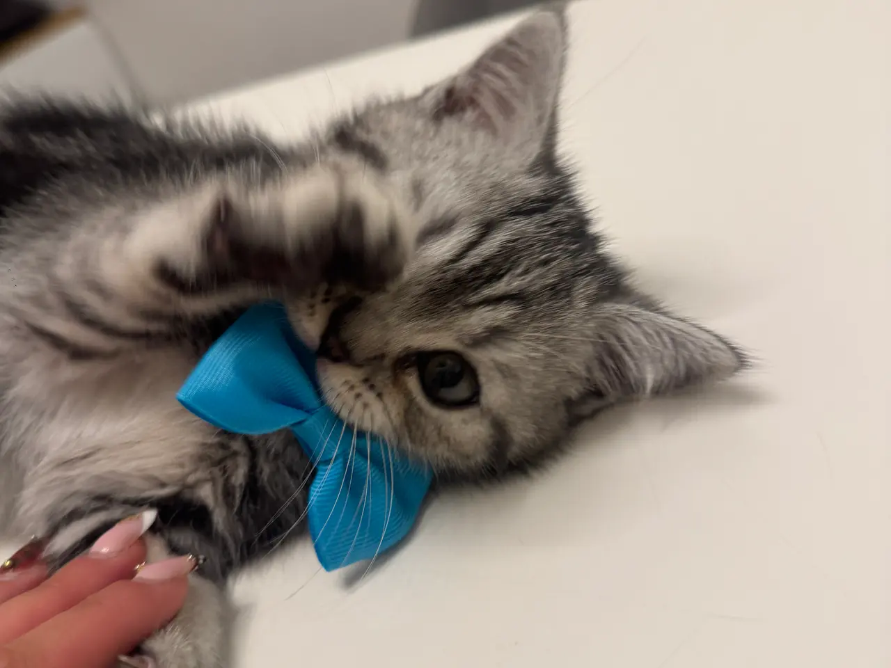 Billede 15 - Unikkes British Shorthair - KUN EN TILBAGE