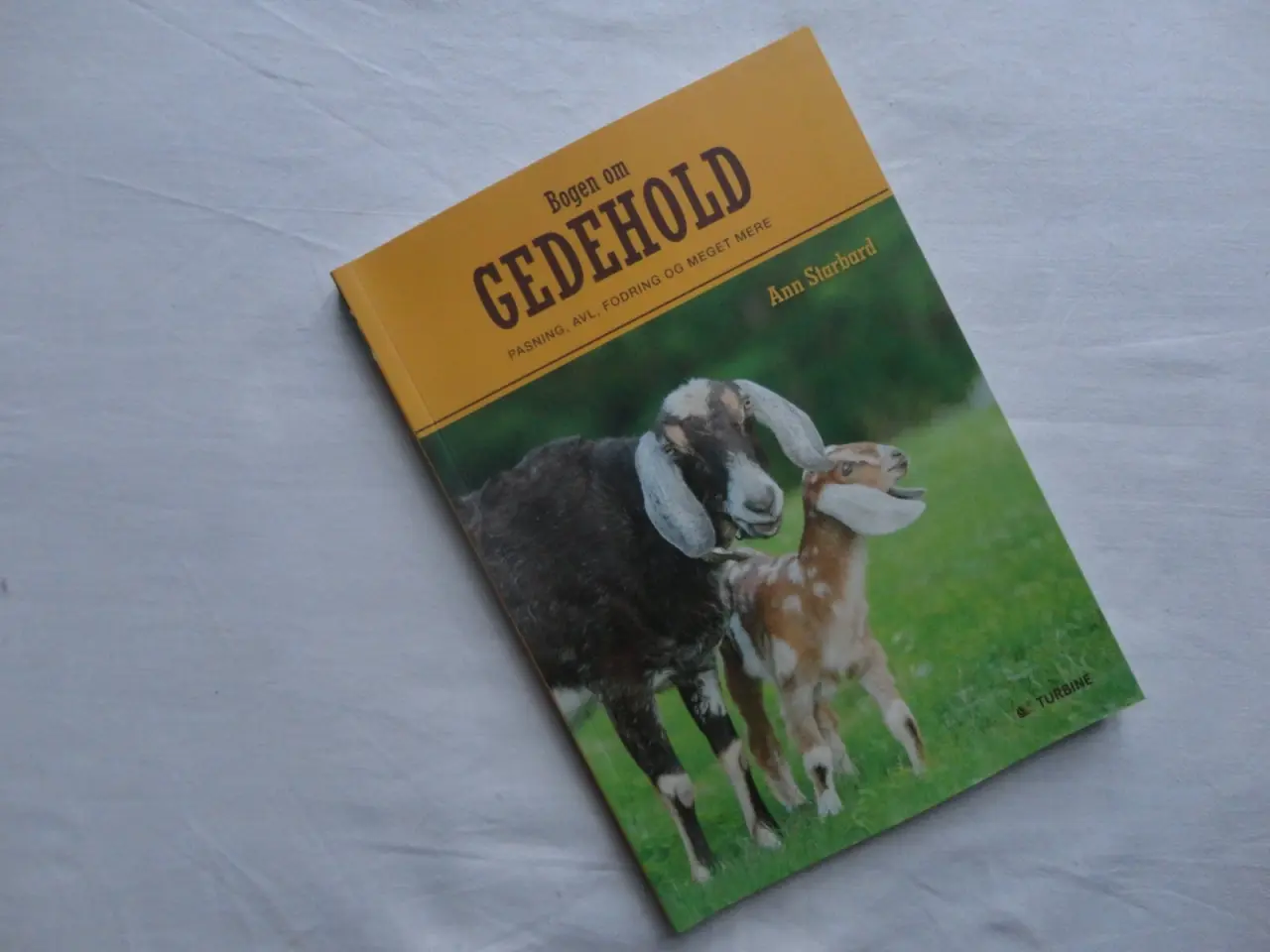 Billede 5 - Får  &  Geder  []