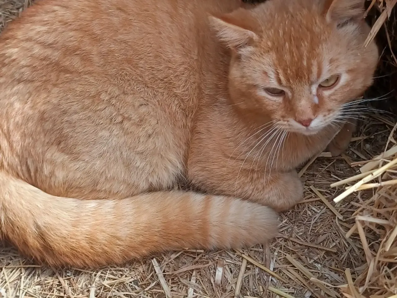 Billede 2 - Kat
