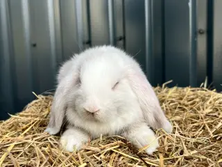 Minilop unge 