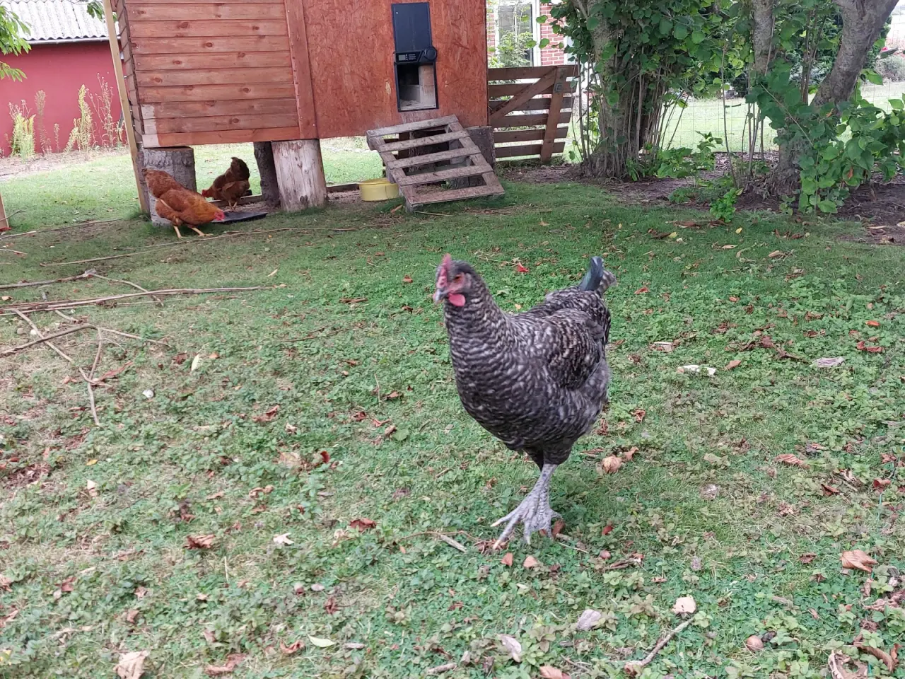 Billede 4 - Jersey Giant/Engelsk -blanding, sandsynligvis hane