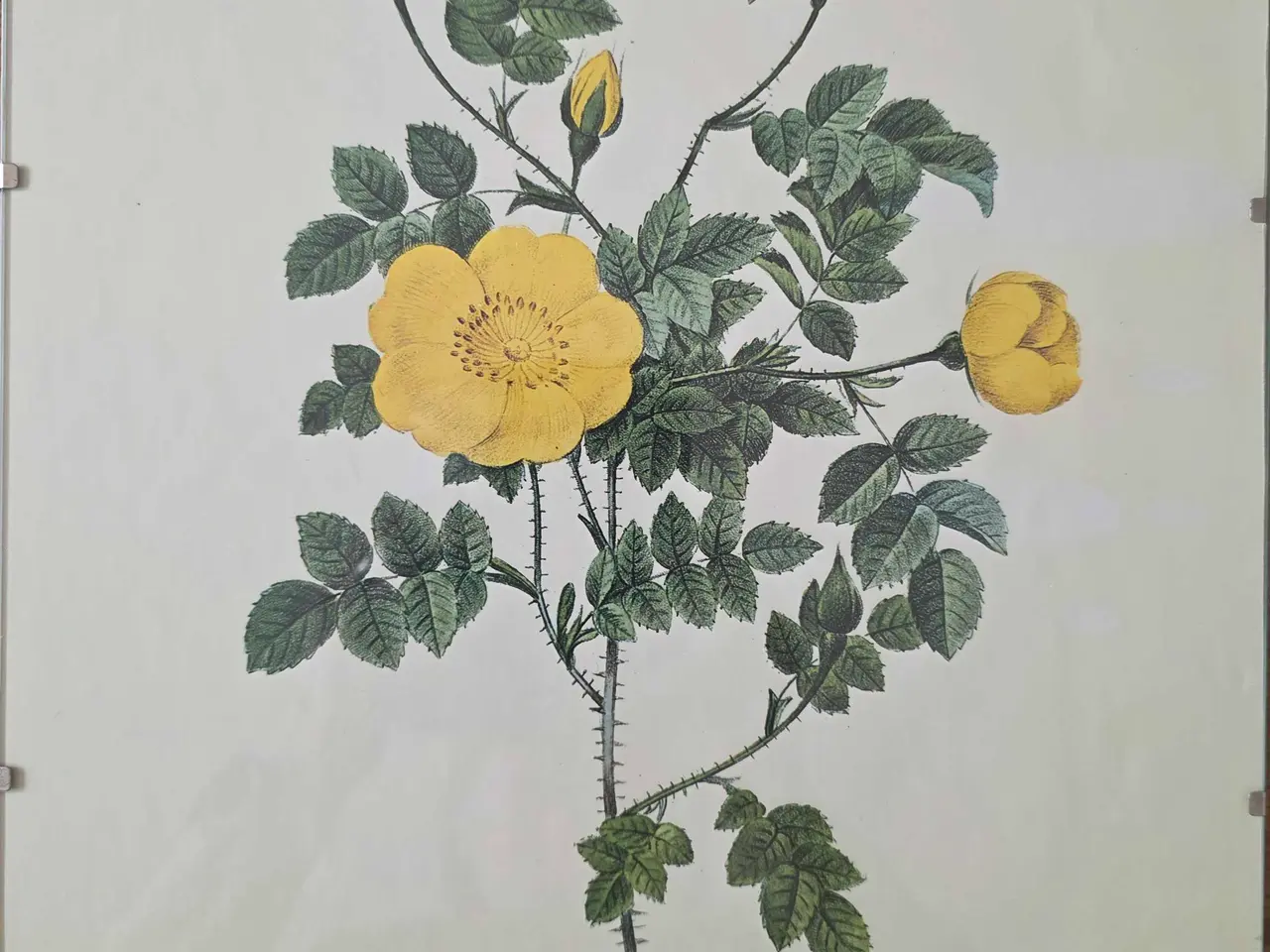 Billede 7 - 5 stk. Flora Danica billeder i skifterammer