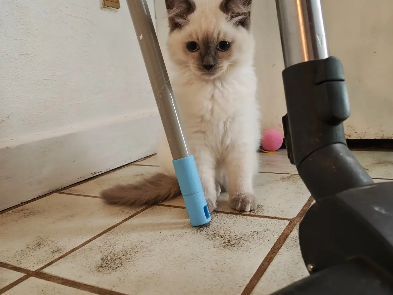 Billede 8 - Ragdoll- 1 Rød'masket han og 1 Blå'masket hun