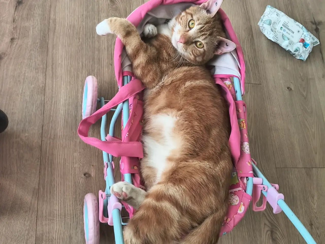Billede 1 - 🐱 Leo søger nyt hjem 🐱