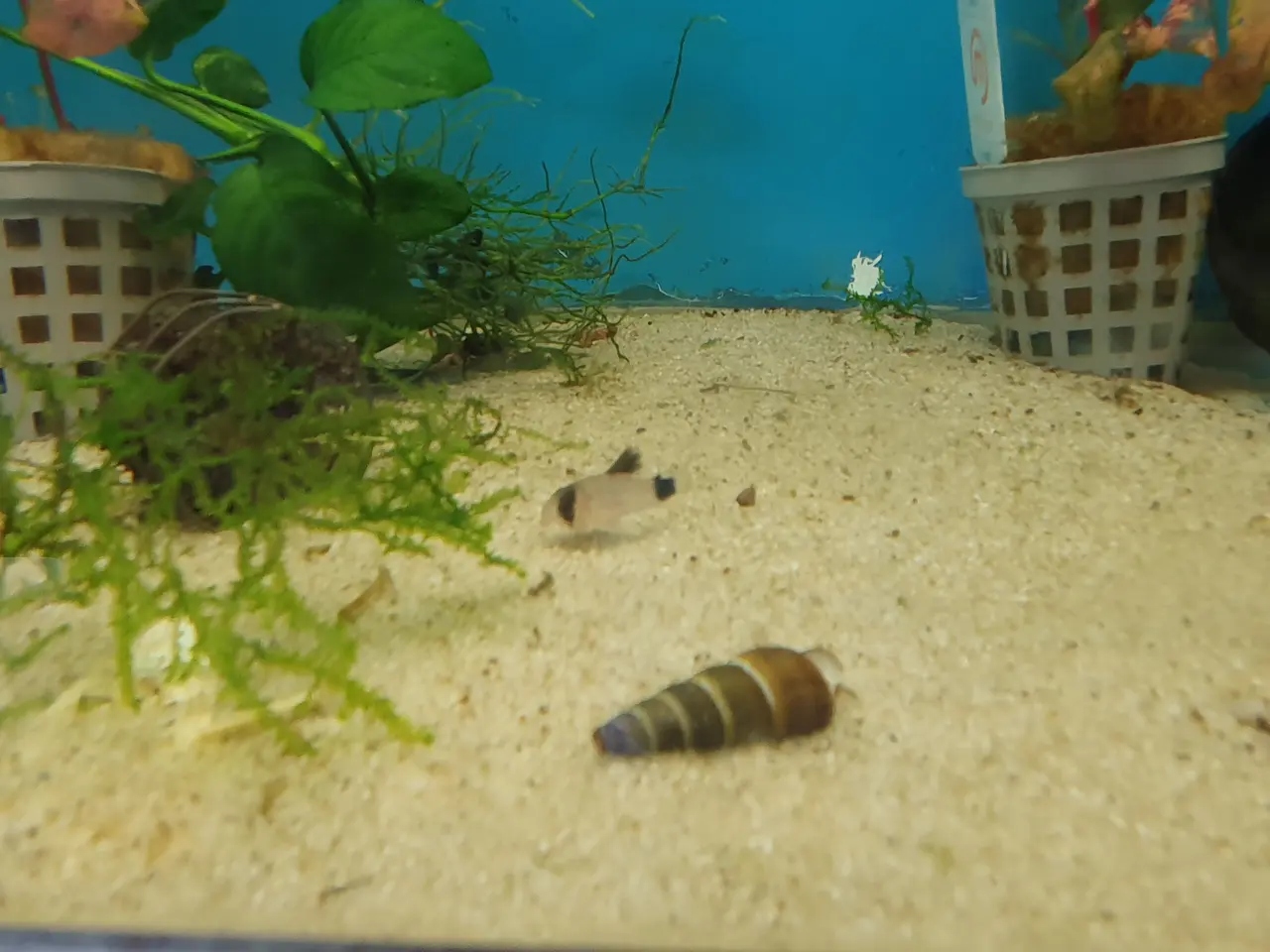 Billede 6 - 🐼🐟 CORYDORAS PANDA TIL SALG 🐟🐼