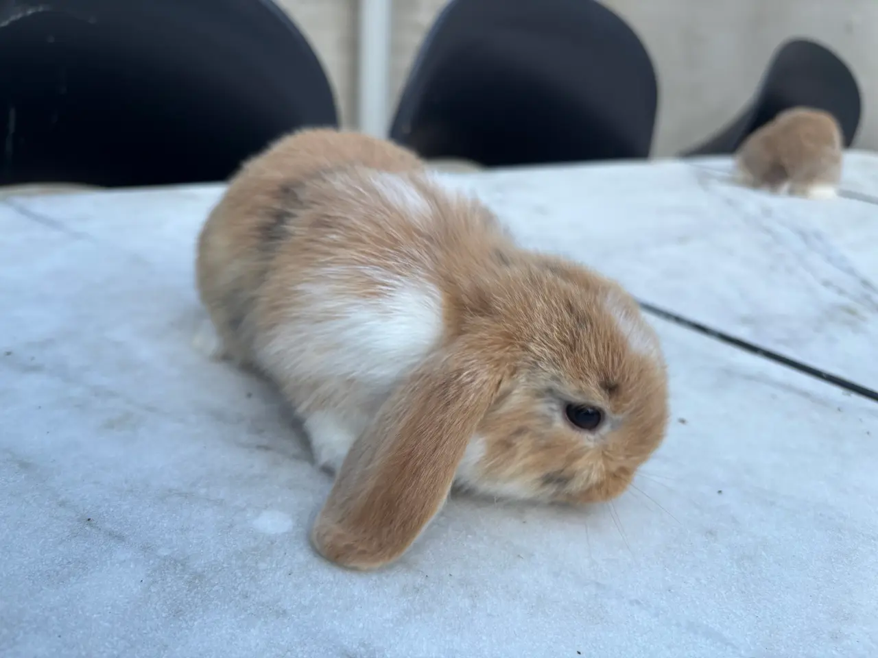 Billede 5 - Han mini lop søger et nyt kærligt hjem. 🥰