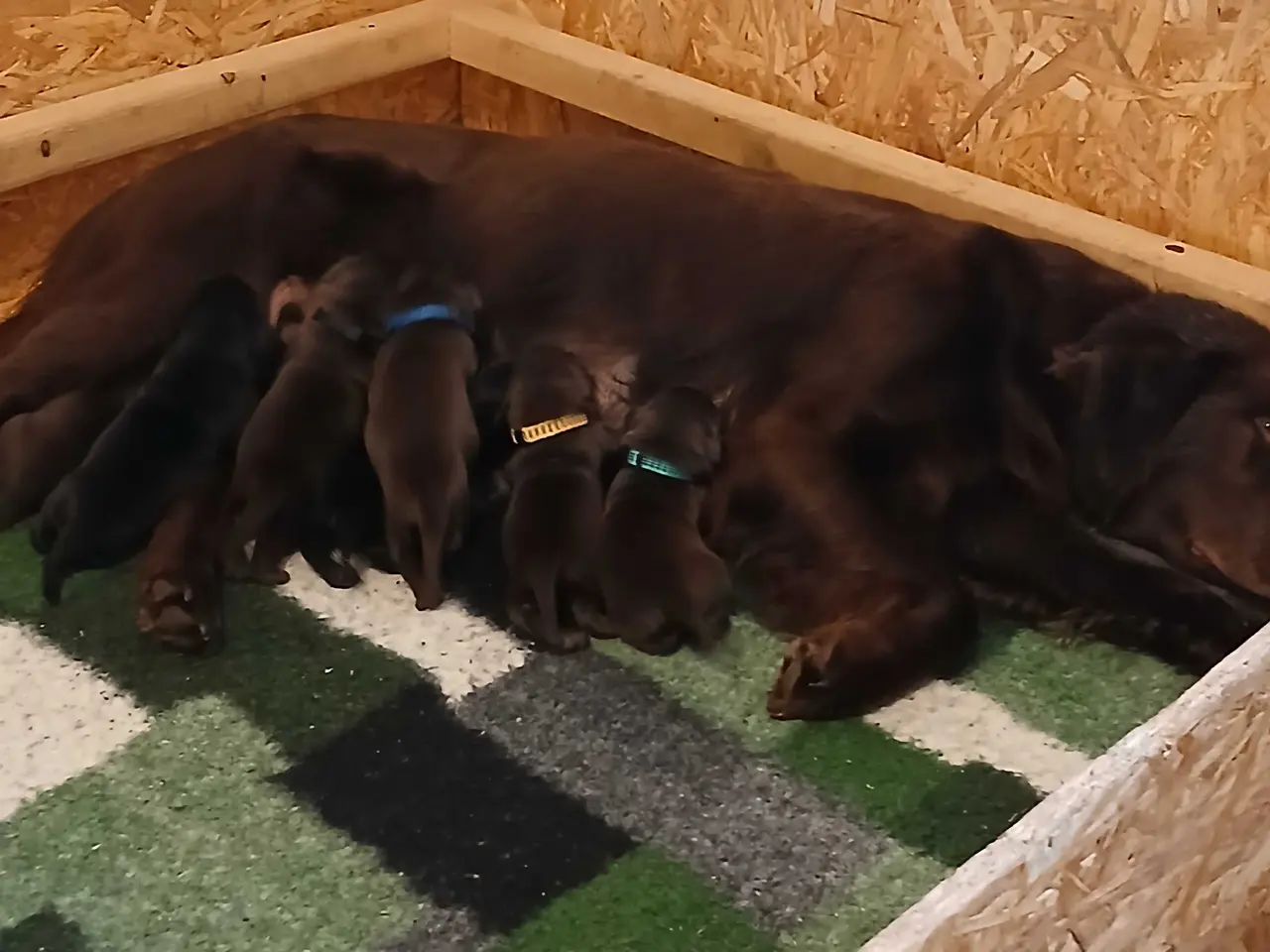 Billede 1 - Flatcoated Retriever hvalpe 