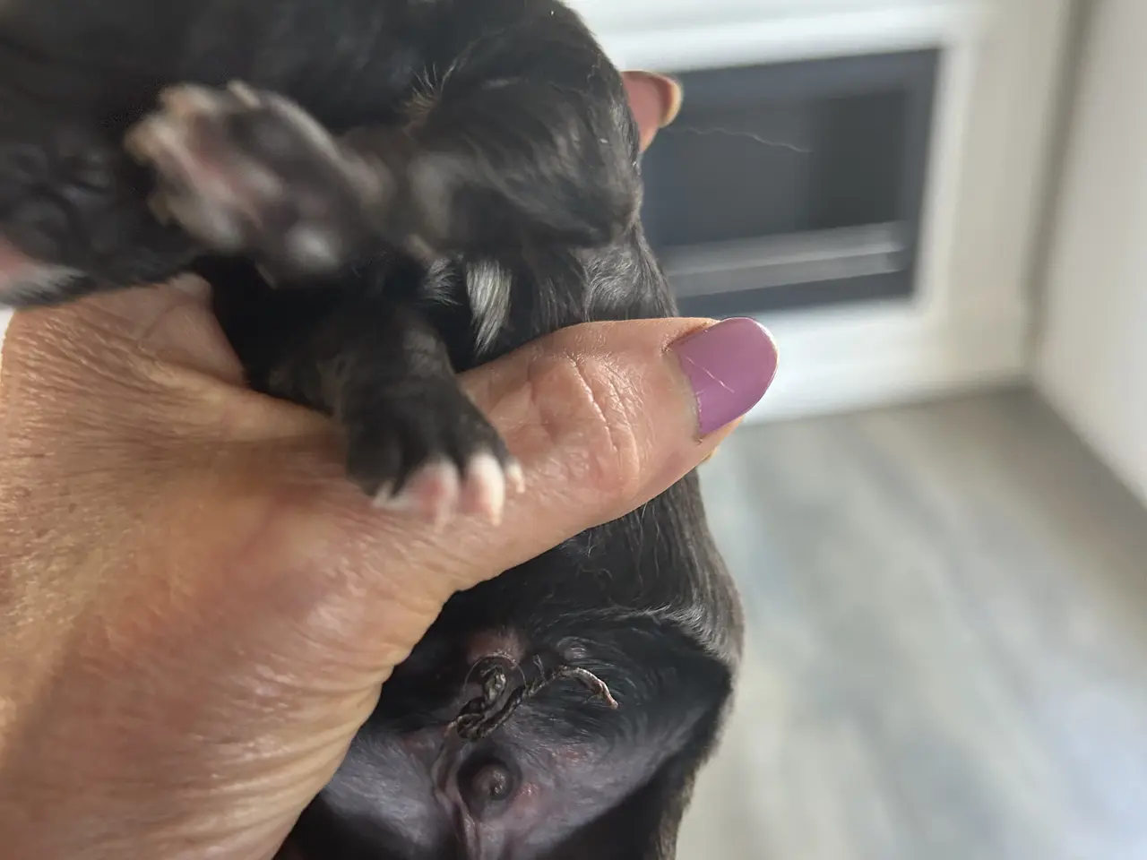 Billede 7 - Cavapoo f1 dreng sælges