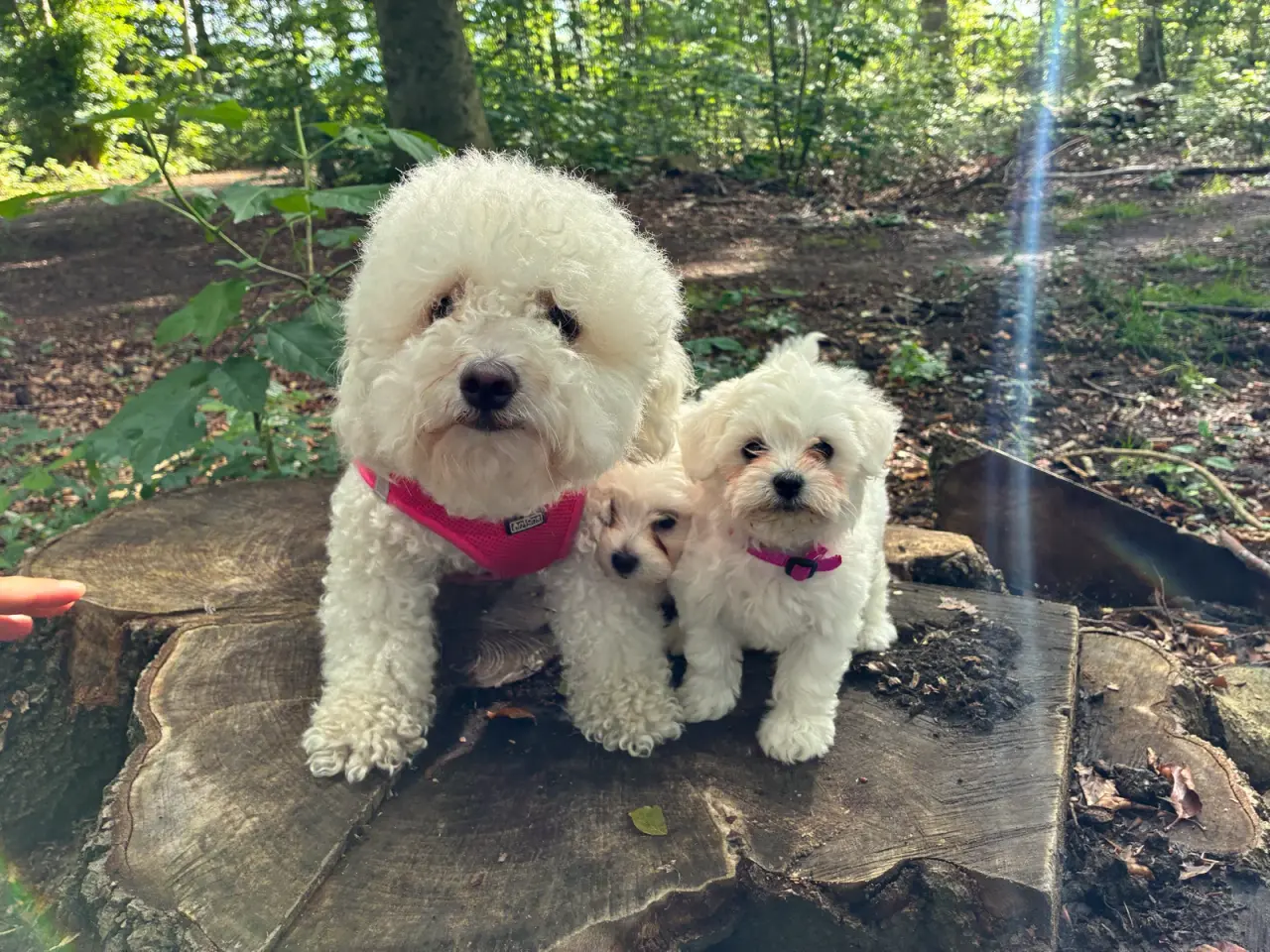 Billede 12 - 🐶💕 2 SKØNNE BICHON FRISÉ PIGEHVALPE SØGER DERES