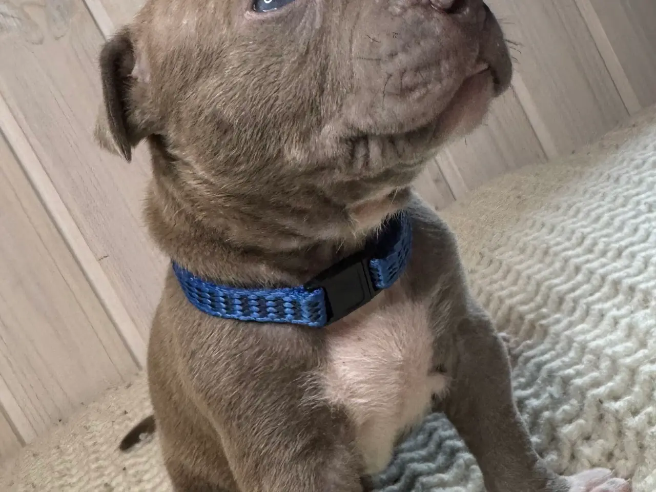 Billede 8 - Anarican Bully xl hvalpe