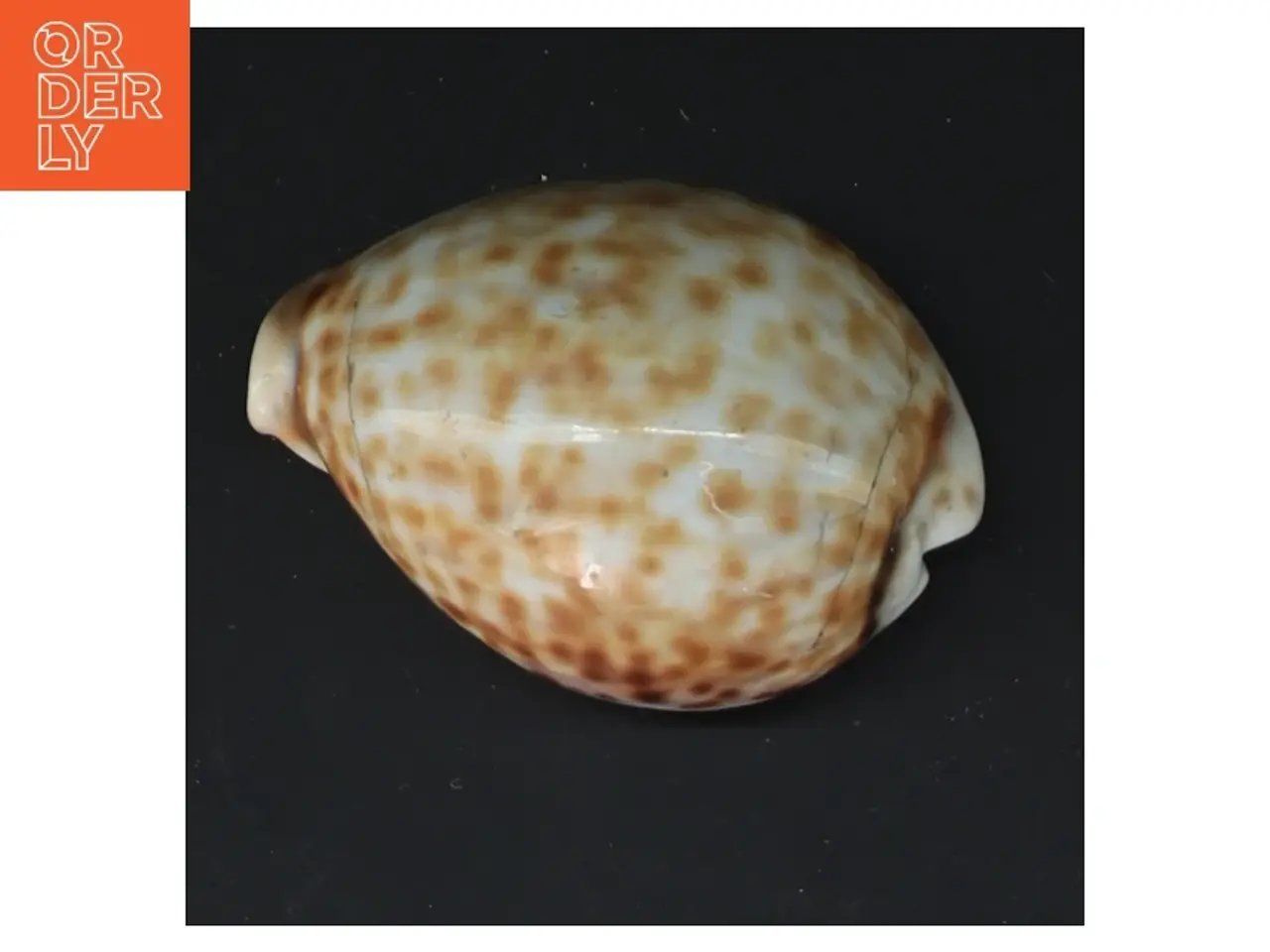 Billede 4 - Sneglehus (str. 8,5 cm)