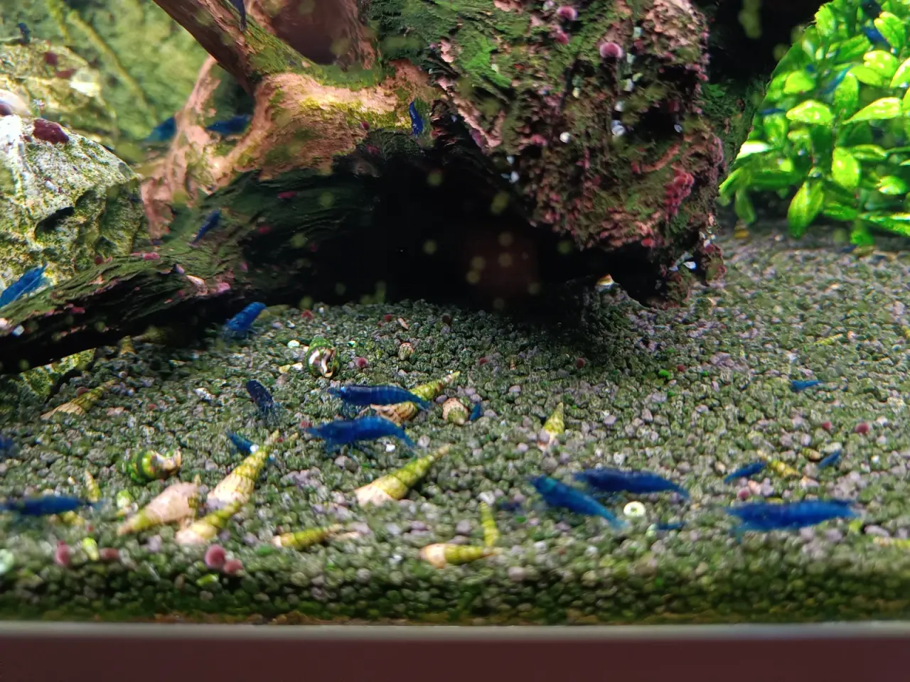 Billede 4 - High Grade Blue Dream Neocaridina 💙🦐
