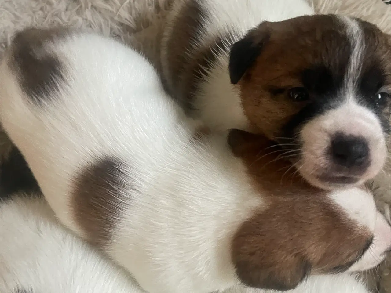 Billede 7 - Jack Russell Hvalp - Glathåret - DKK stamtavle 