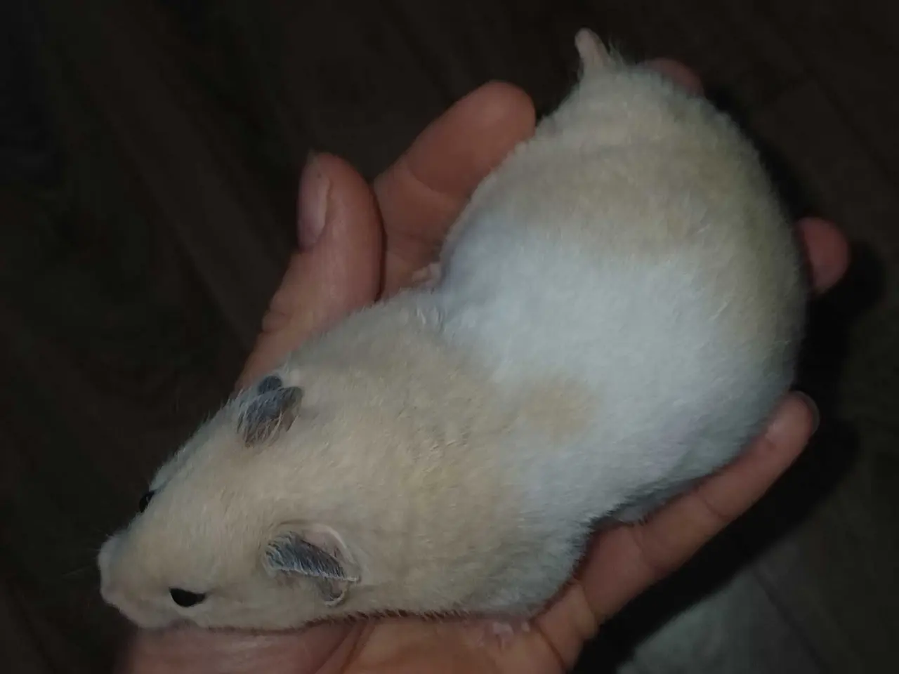Billede 3 - Guldhamster unger